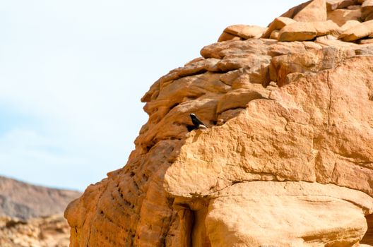 little black bird with white head sitting on a rock