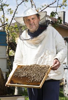 Beekeeper with honeycombs in hands. Bulgaria, Pleven