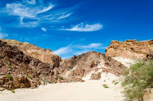 green bushes on the sand in a canyon in the desert against the backdrop of mountains and a blue sky with clouds in Egypt Dahab