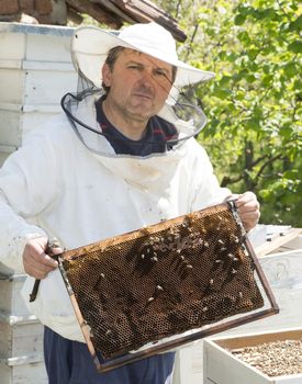Beekeeper with honeycombs in hands. Bulgaria, Pleven