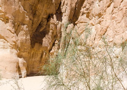 high rocky mountains and green bush in the canyon in Egypt Dahab