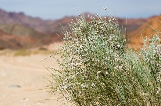 green plant with white flowers in the desert