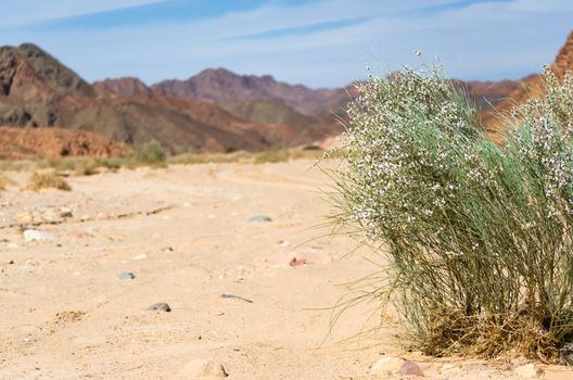 green plant with white flowers in the desert