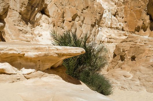 green plants among the rocks in the desert canyon in Egypt Dahab
