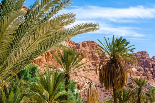 green palm trees on the background of mountains and blue sky with white clouds