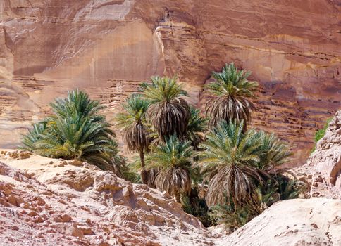 green palm trees in an oasis in the desert against the backdrop of rocks in Egypt Dahab