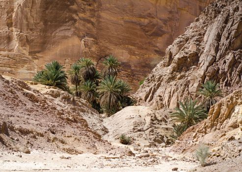 green palm trees in an oasis in the desert against the backdrop of rocks in Egypt Dahab