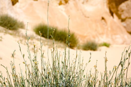 plant with green leaves against a desert canyon
