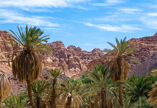 oasis with palm trees in the desert among the high rocky mountains in Egypt Dahab