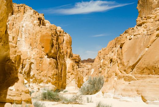 green plants among the rocks in the desert canyon in Egypt Dahab