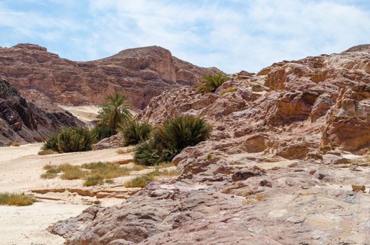 green palm trees in the desert among the mountains against the blue sky and clouds in Egypt Dahab