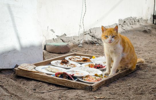 homeless red cat next to plates of food on the street