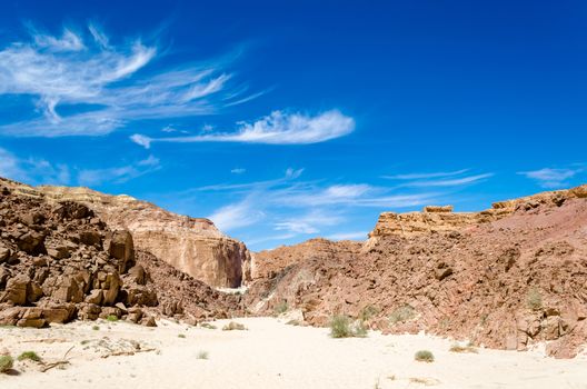 green bushes on the sand in a canyon in the desert against the backdrop of mountains and a blue sky with clouds in Egypt Dahab