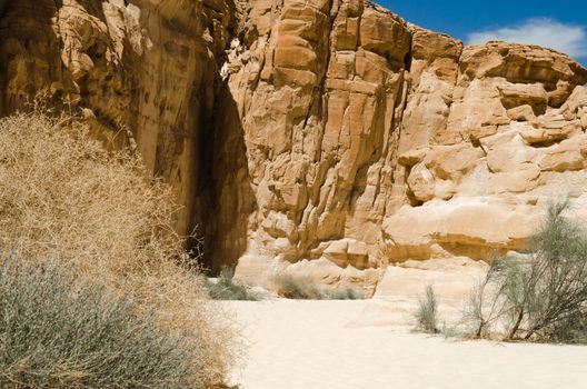green plants among the rocks in the desert canyon in Egypt Dahab