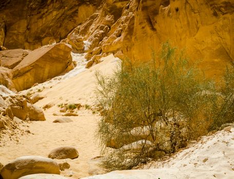 green bush in the sand in a canyon in Egypt Dahab