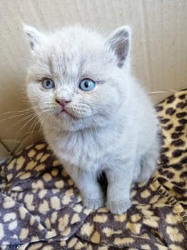 Gray fluffy kitten stands. Tabby kitten. Cat look up.