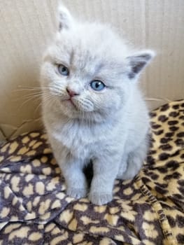 Gray fluffy kitten stands. Tabby kitten. Cat look up.