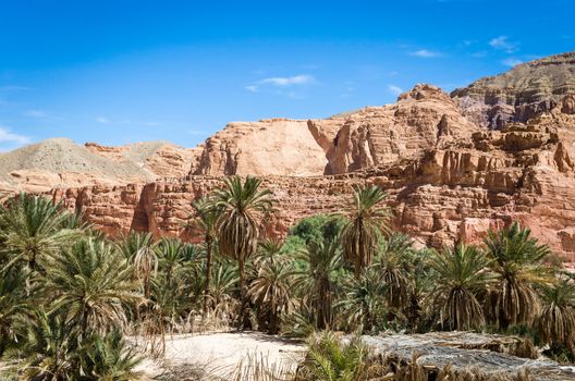 oasis with palm trees in the desert among the high rocky mountains in Egypt Dahab
