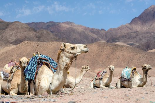 caravan of camels in rocky desert of Egypt Dahab South Sinai