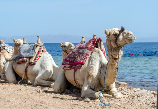 portrait of camel close up  on coast of sea in Egypt Dahab South Sinai