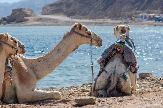 three camels close up  on coast of sea in Egypt Dahab Blue Hole South Sinai