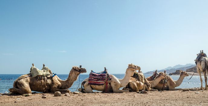 caravan lying camels in Egypt Dahab Blue Hole South Sinai