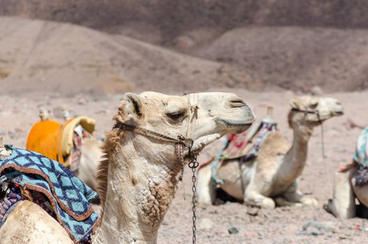 caravan of camels in rocky desert of Egypt Dahab South Sinai