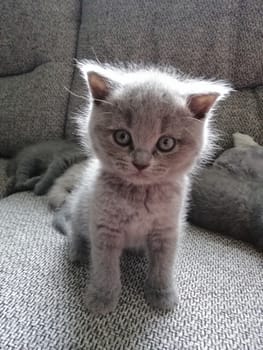 Gray fluffy kitten stands. Tabby kitten. Cat look up.