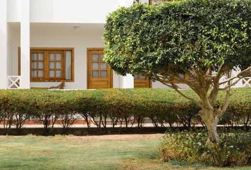 tree with green leaves on the background of bushes and resort house