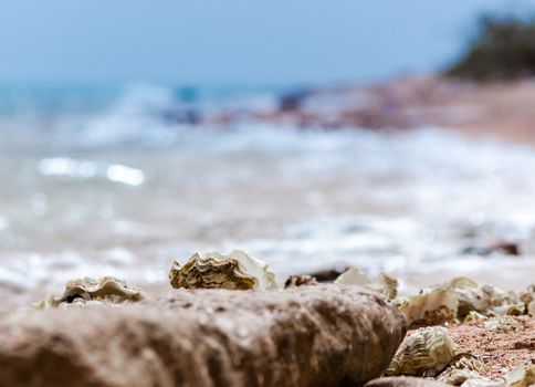 seashells on the sand on the beach against the backdrop of the sea closeup