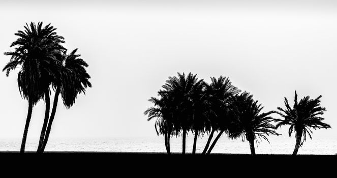 silhouette of palm trees on the Red Sea in Egypt