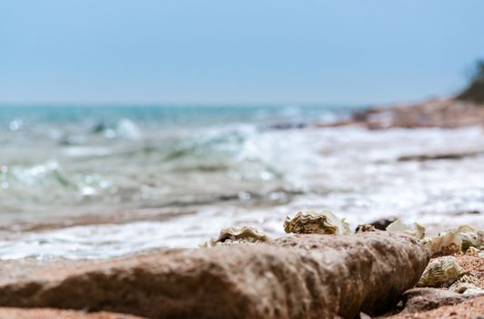 seashells on the sand on the beach against the backdrop of the sea closeup
