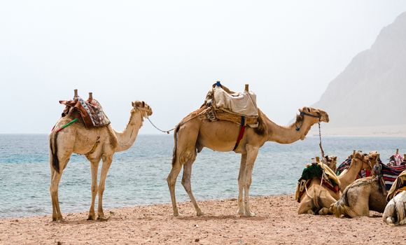caravan lying camels in Egypt Dahab South Sinai