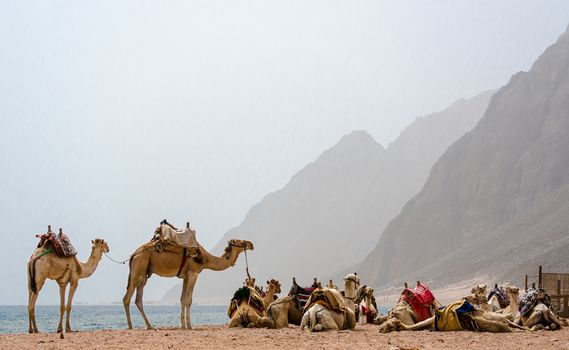 caravan lying camels in Egypt Dahab South Sinai