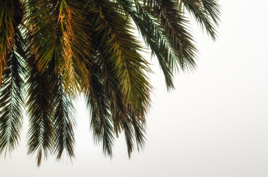 palm branches on a white background tropical background pattern