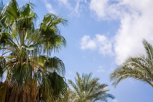 palm leaves against the blue sky and white clouds