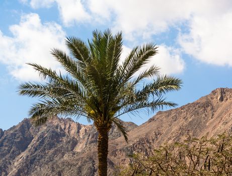 one palm tree on a background of mountains and blue sky with white clouds