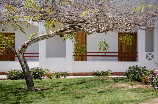 tree and lawn with green grass and flowers against a white house