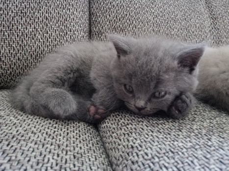 Gray fluffy kitten lies. Tabby kitten. Cat look up.