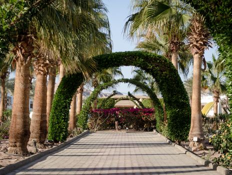 alley with an arch of plants and palm trees