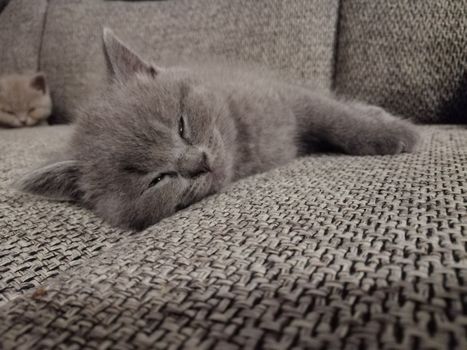 Gray fluffy kitten lies. Tabby kitten. Cat sleeps.