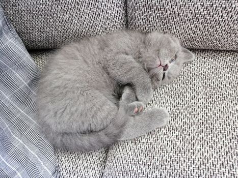Gray fluffy kitten lies. Tabby kitten. Cat sleeps.