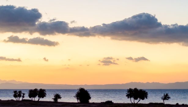 sunrise landscape Red Sea coast with a silhouette of palm trees and sky with clouds