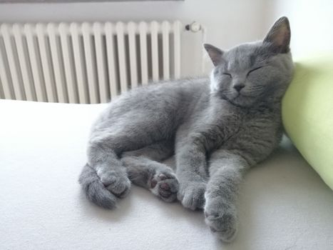 Gray fluffy kitten lies. Tabby kitten. Cat sleeps.