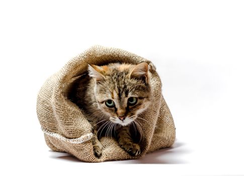 gray kitten with green eyes in a bag on a light background