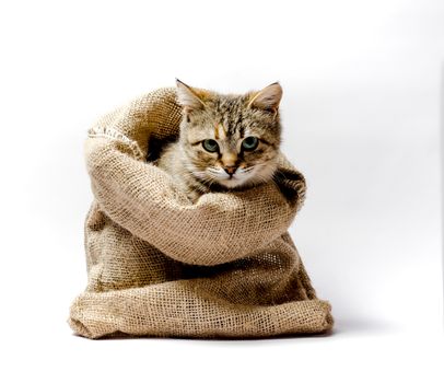 gray kitten with green eyes in a bag on a light background