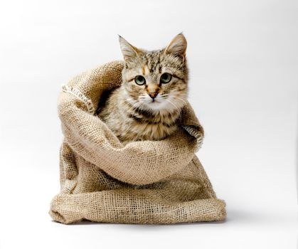 gray kitten with green eyes in a bag on a light background
