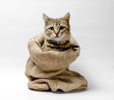 gray kitten with green eyes in a bag on a light background