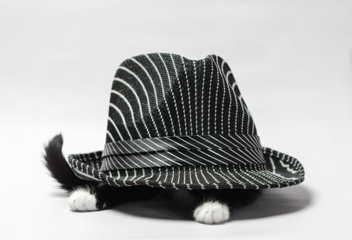 black kitten with white paws under a striped black hat