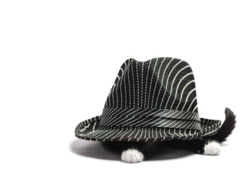 little black and white kitten is hiding under a hat on a white background in isolation close up